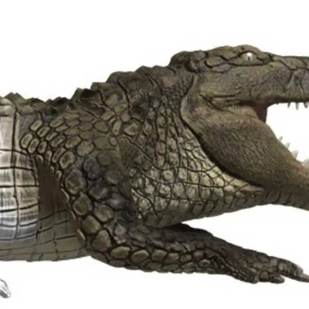 een krokodil bouwen