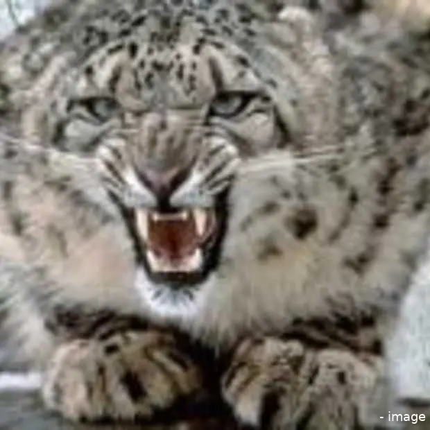 fake snow leopard bevat virus