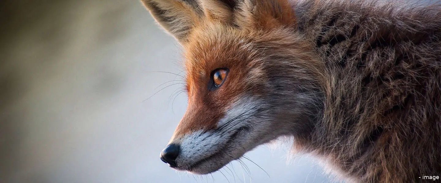firefoxadvertenties