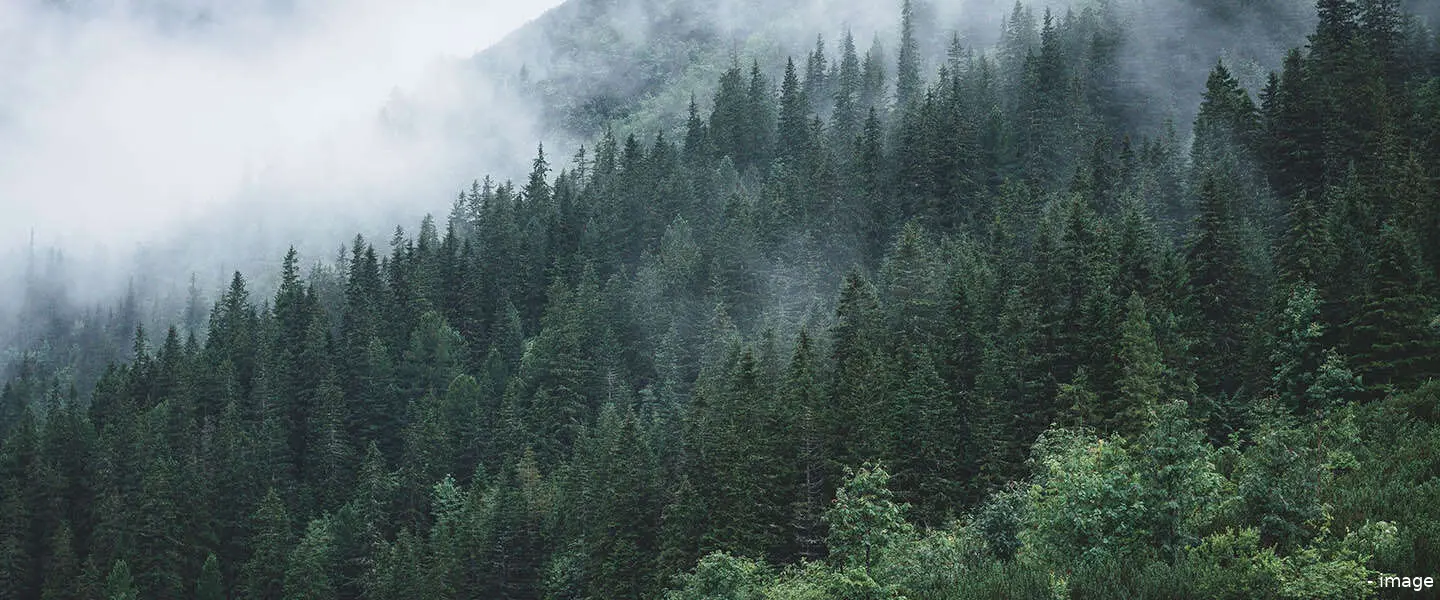 forrest hp