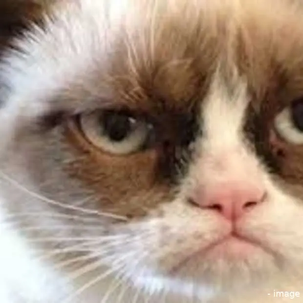grumpy cat en bob de boxer populair op s