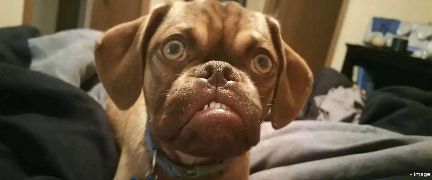 grumpy puppy dog