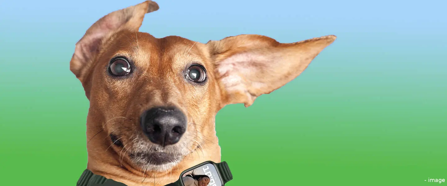 hond ces