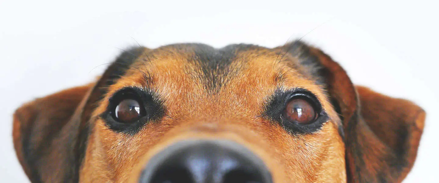 hond1