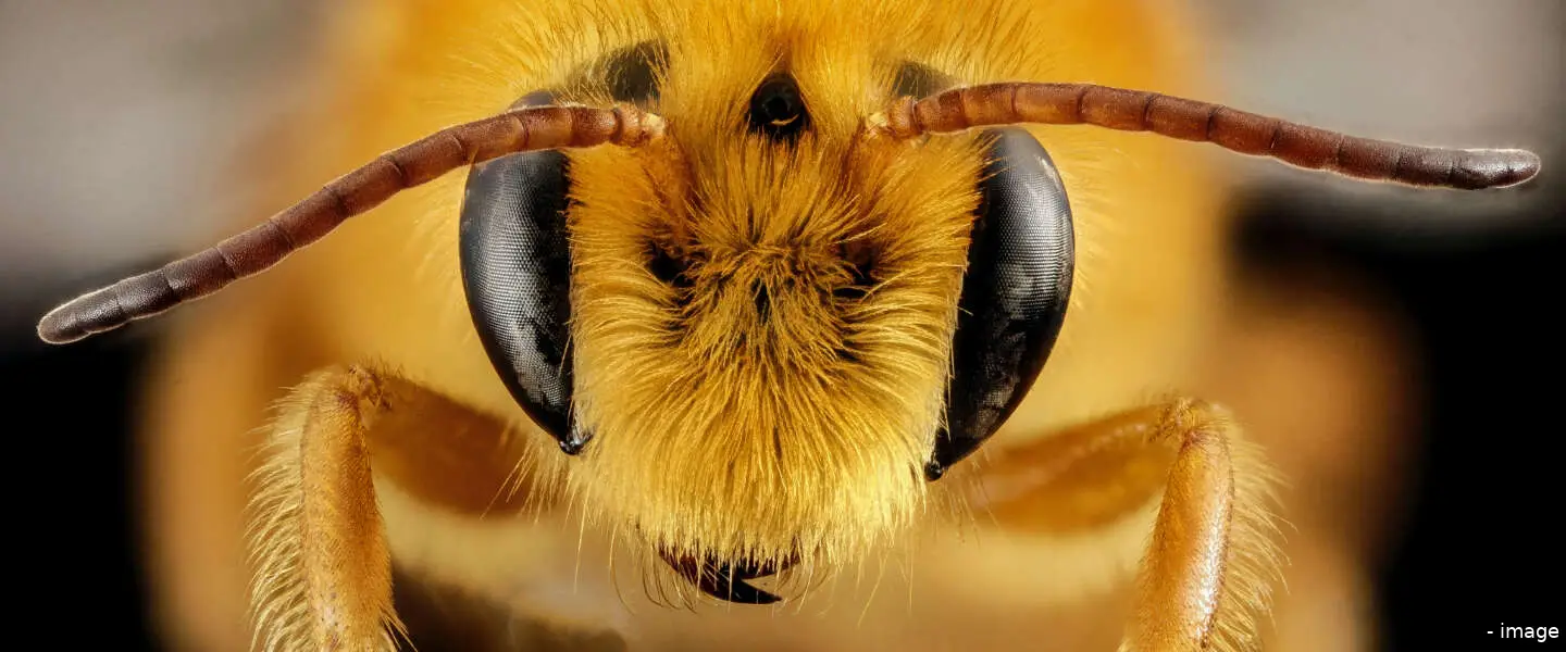 insecten