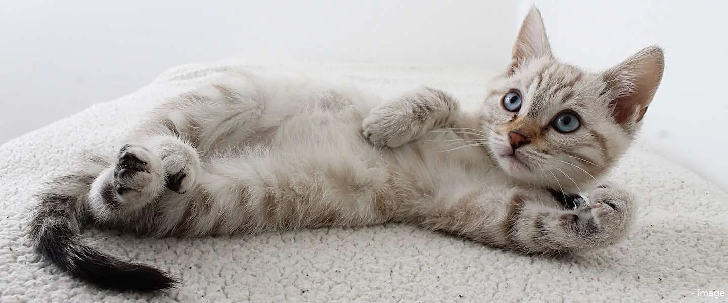 international cat day