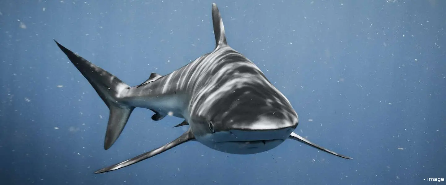 jaws header