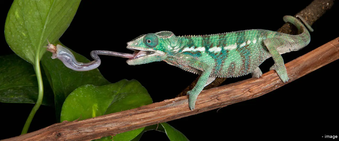 kameleon 96 kmu