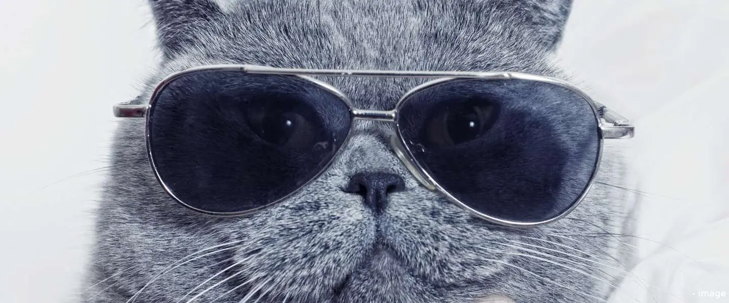 katten filmpjes internet echt vol