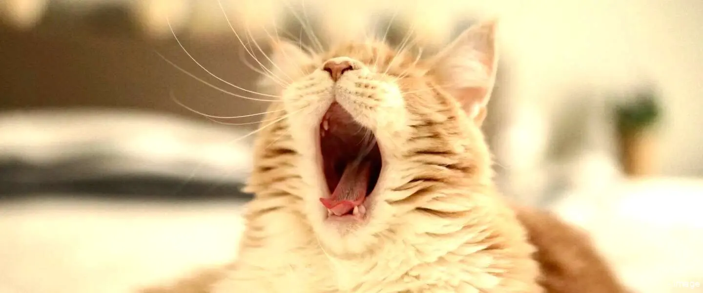 katten grappig internet