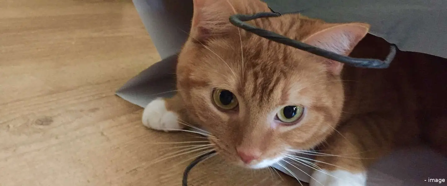 katten populair online tv