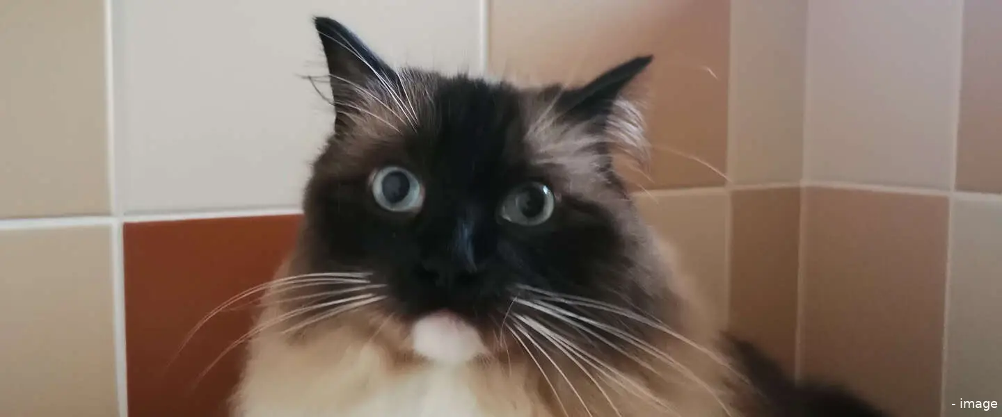 kattenavondklok