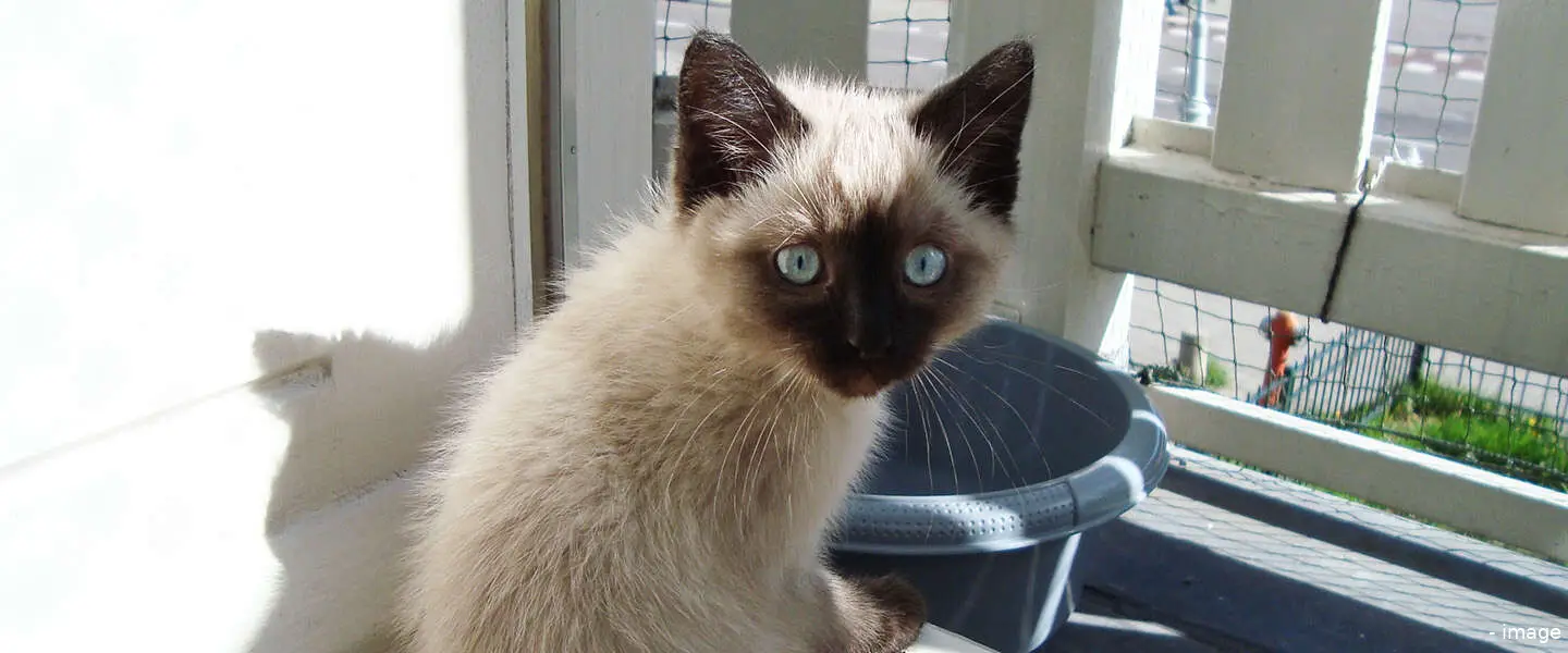kattenfoto
