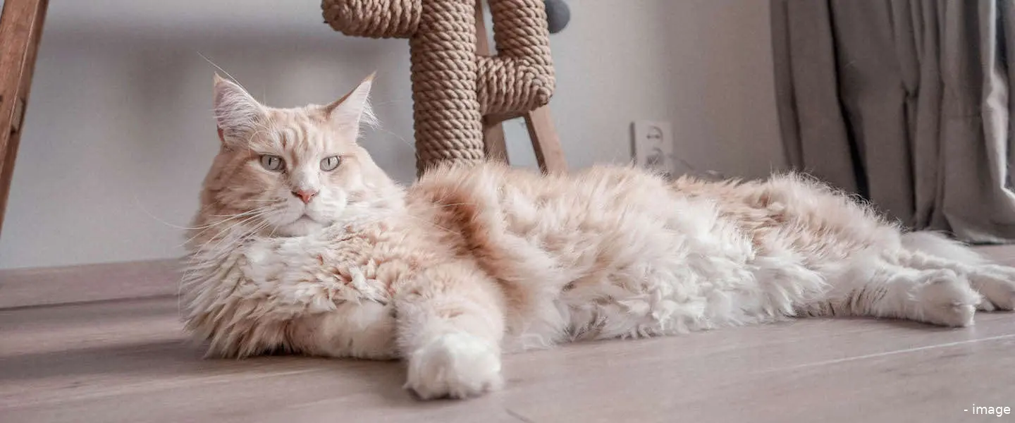 kattenwebshop poezenbazen