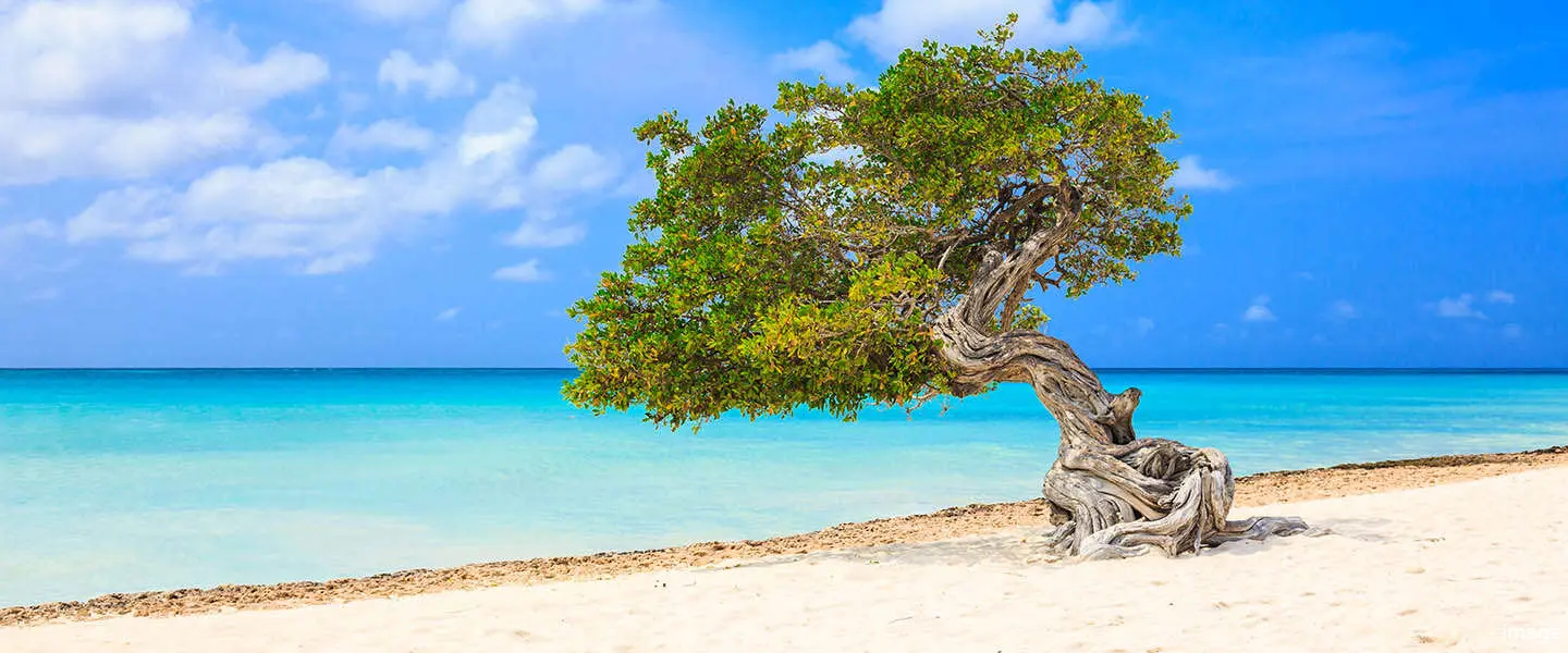 klm aruba