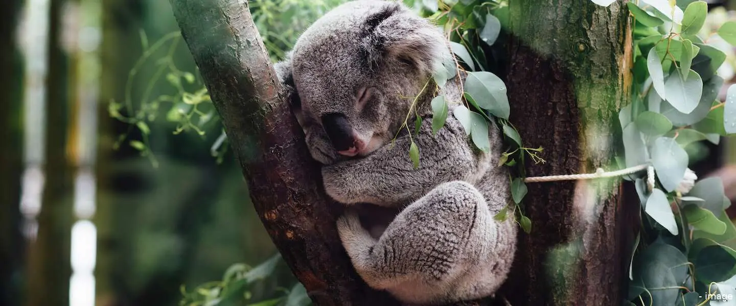 koala kerstboom