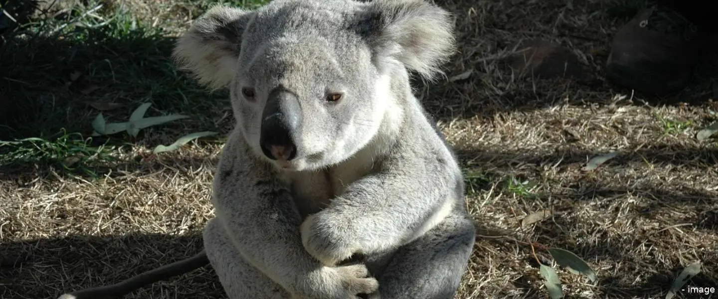 koala1