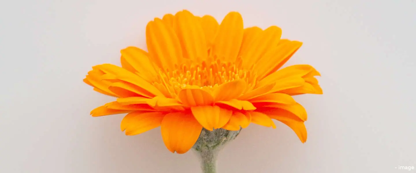 koningsdag 4