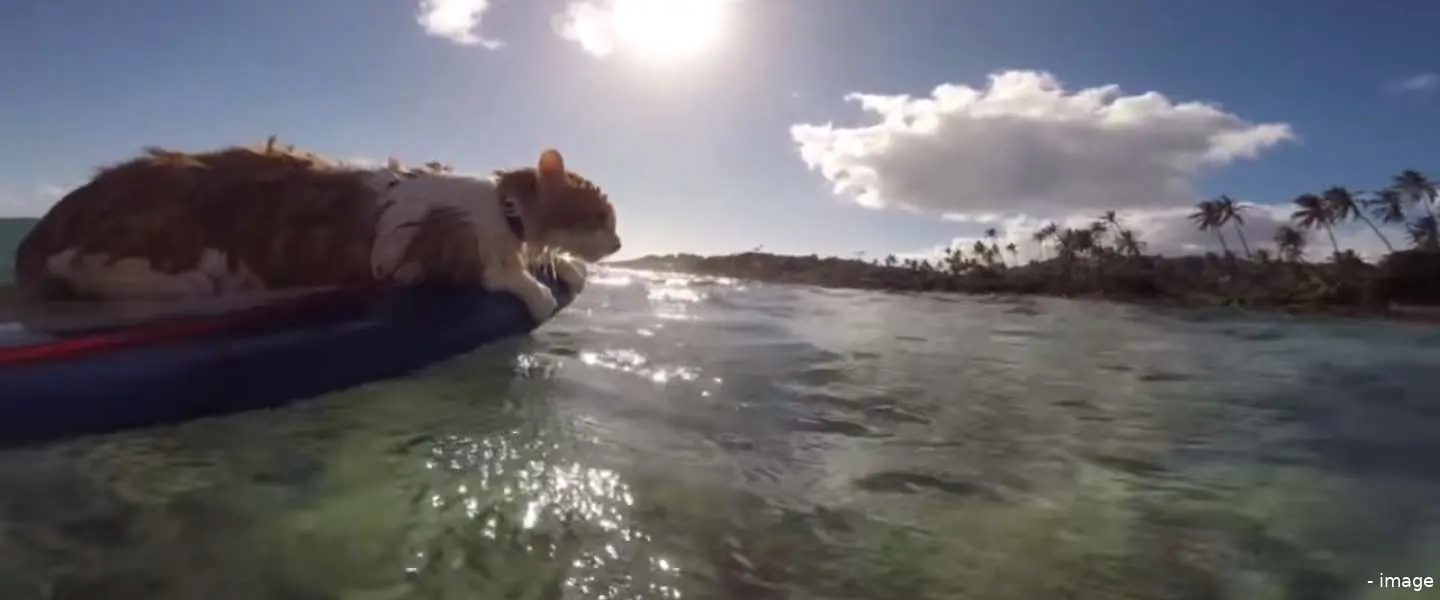 kuli kat surfen hawai