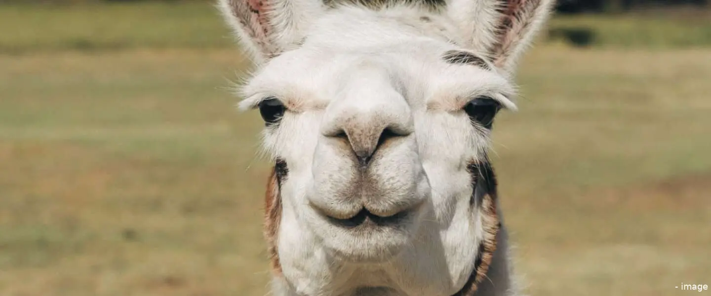 lama