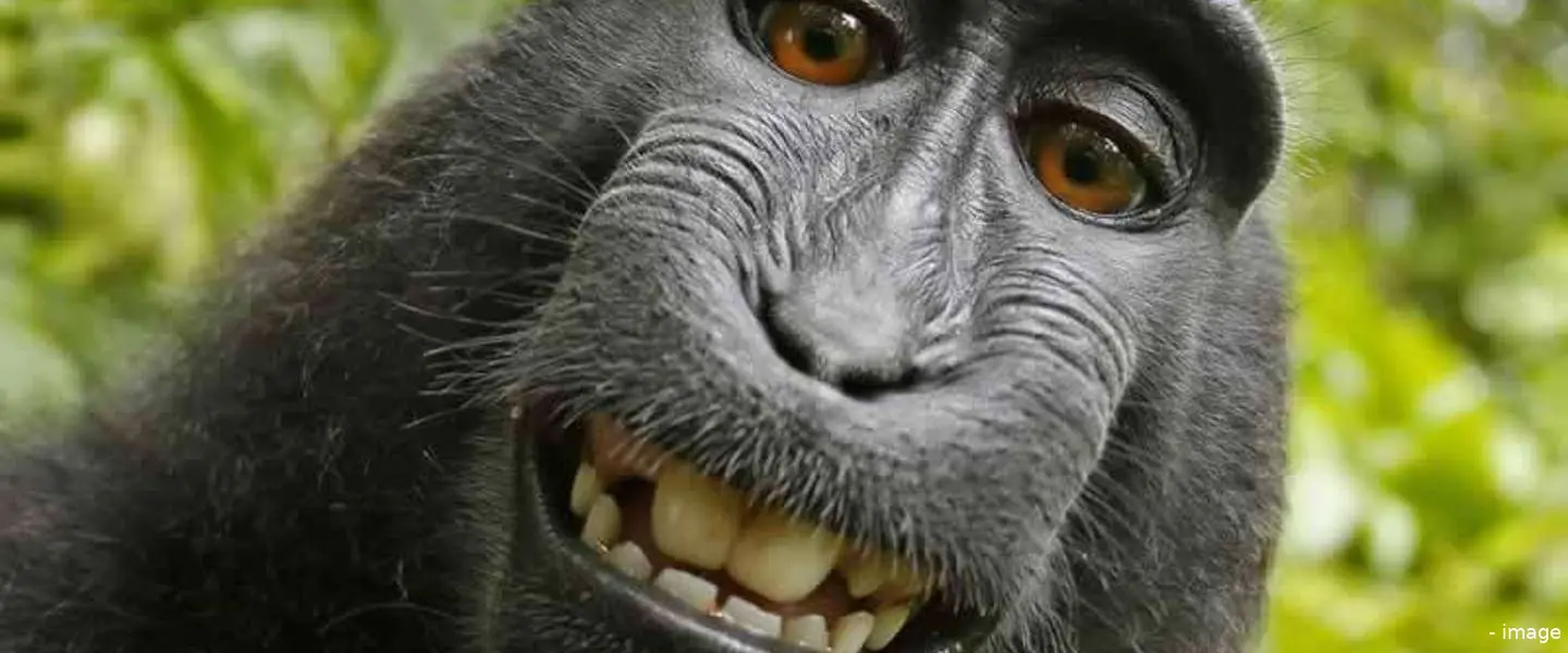 makaak selfie schikking vs