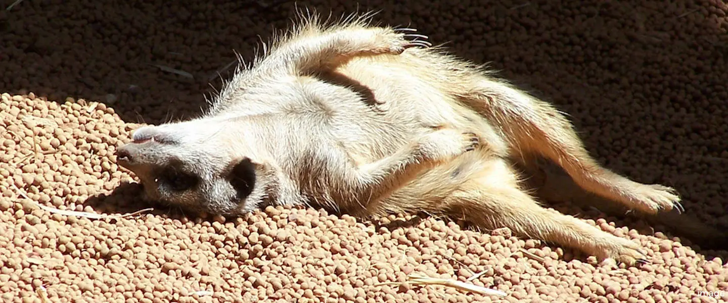 meerkat dood 1440