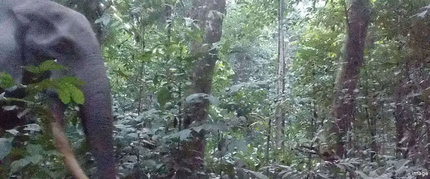 olifant camera trap