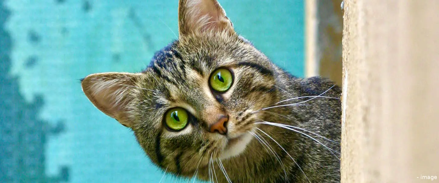 onlycat 2