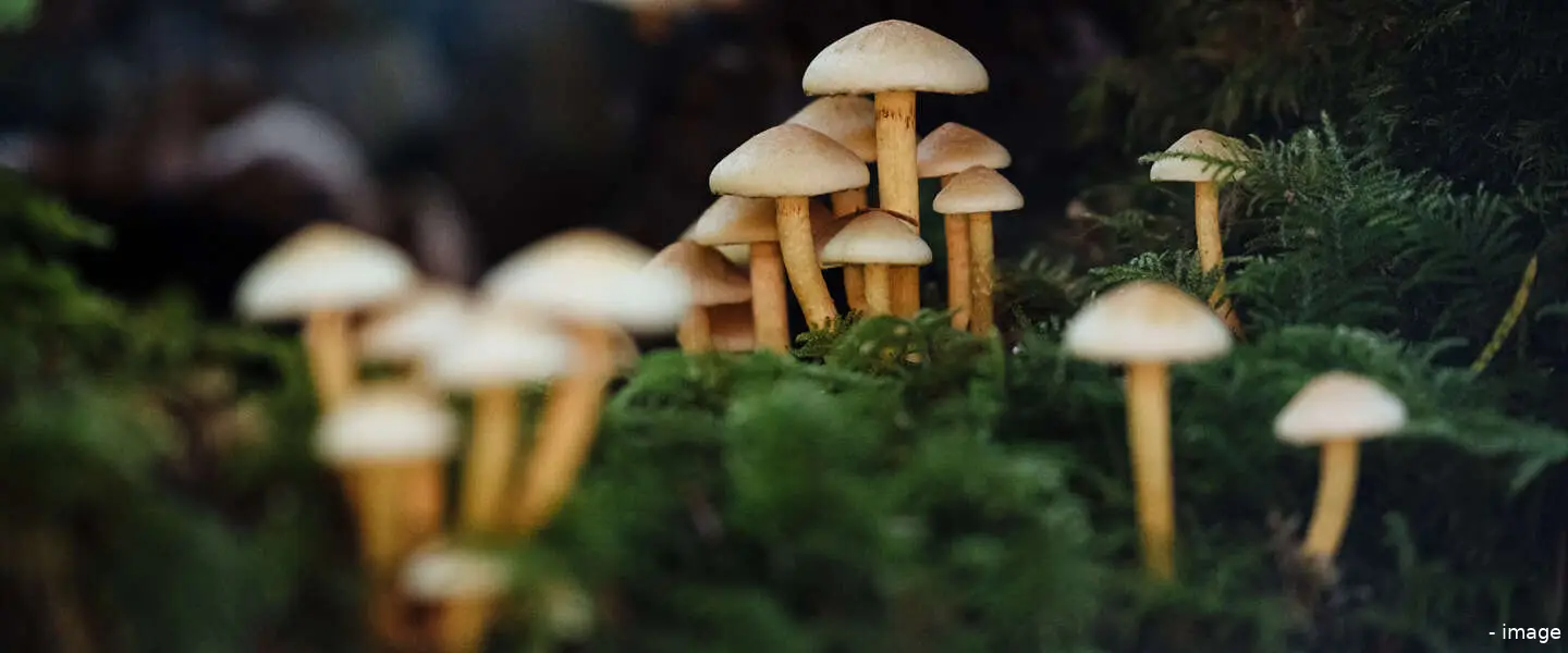 paddenstoelen