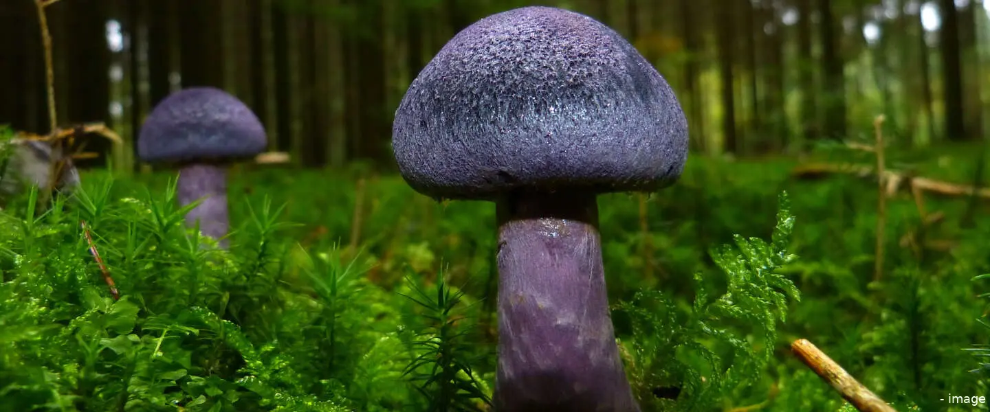 paddestoel 1