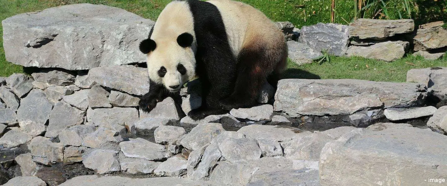 panda s livestream