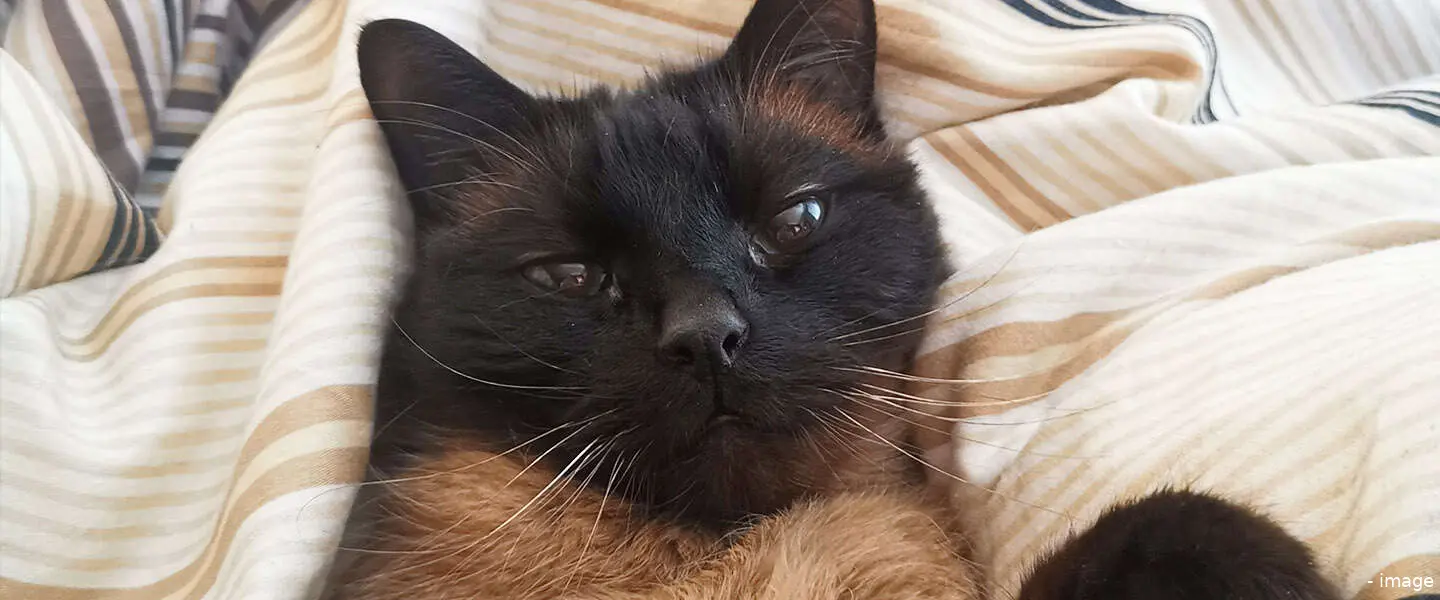 petbook