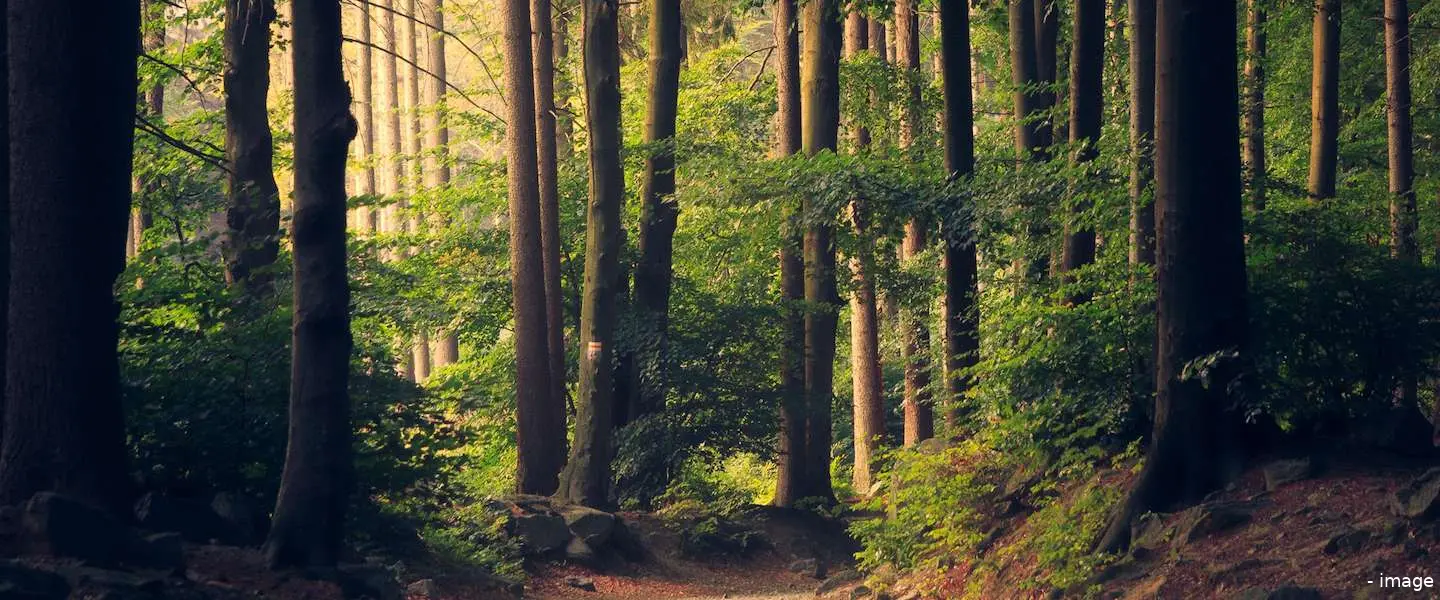 plan boom 10 miljoen bomen