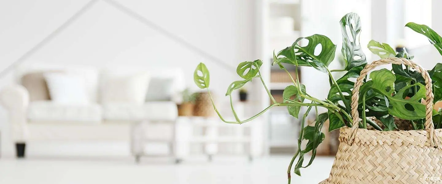 planten voor thuis