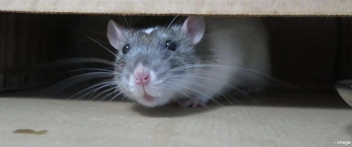 rat header