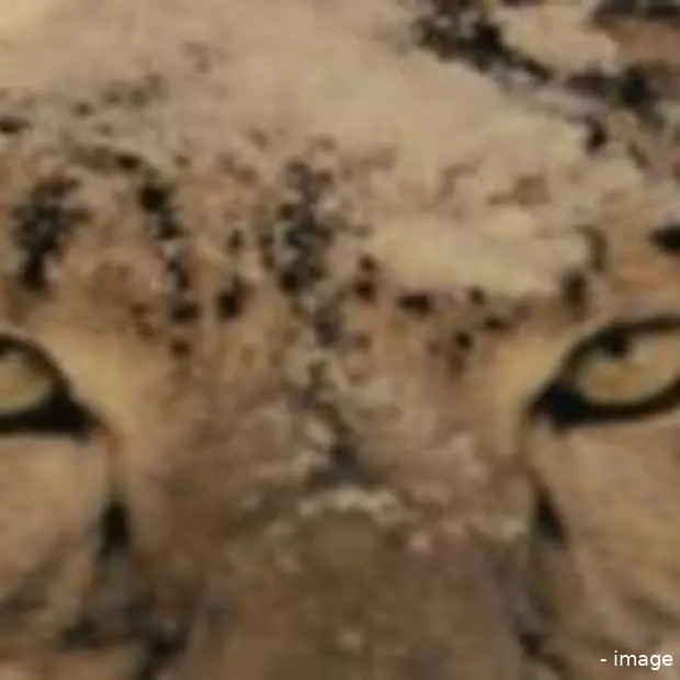 snow leopard korte uitpakparty