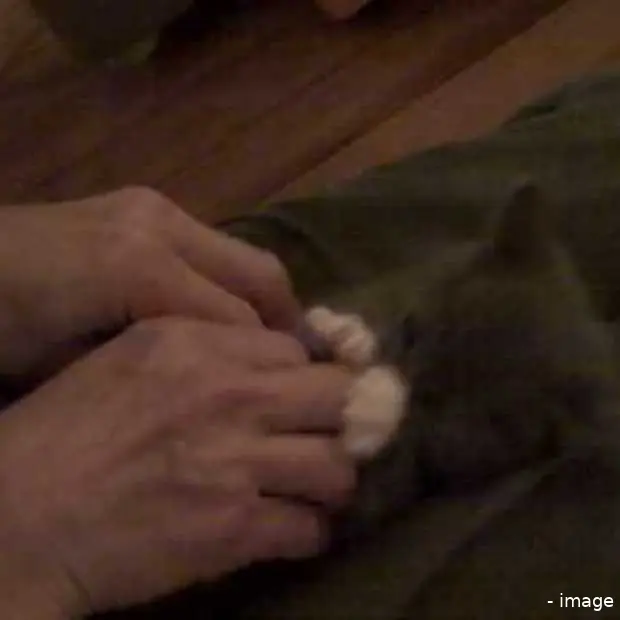 surprised kitty original