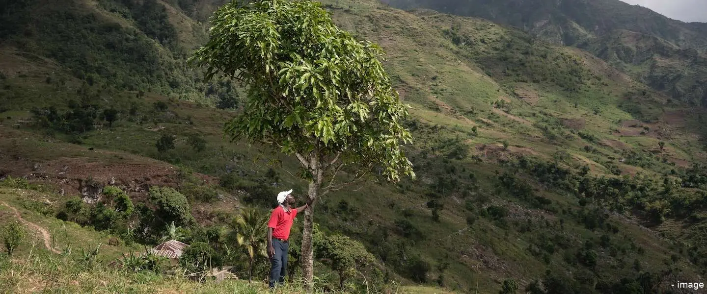 treedom boom planten