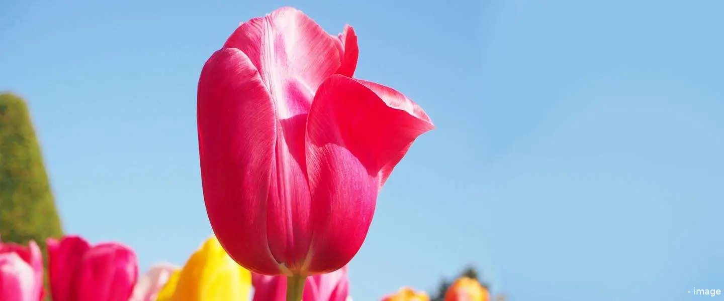 tulp1