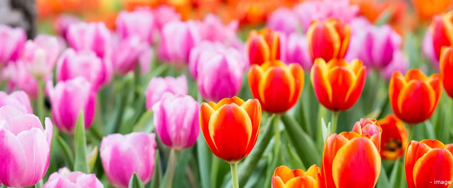 tulpen 2 miljard