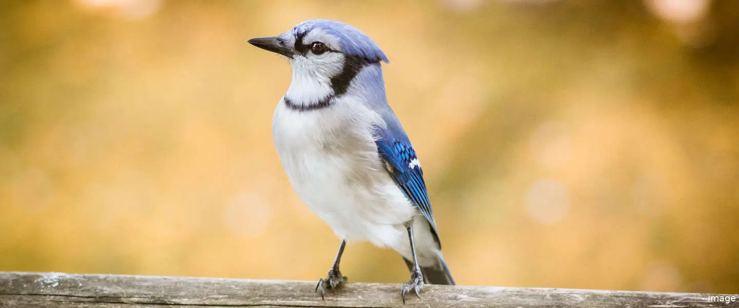 tweets terug