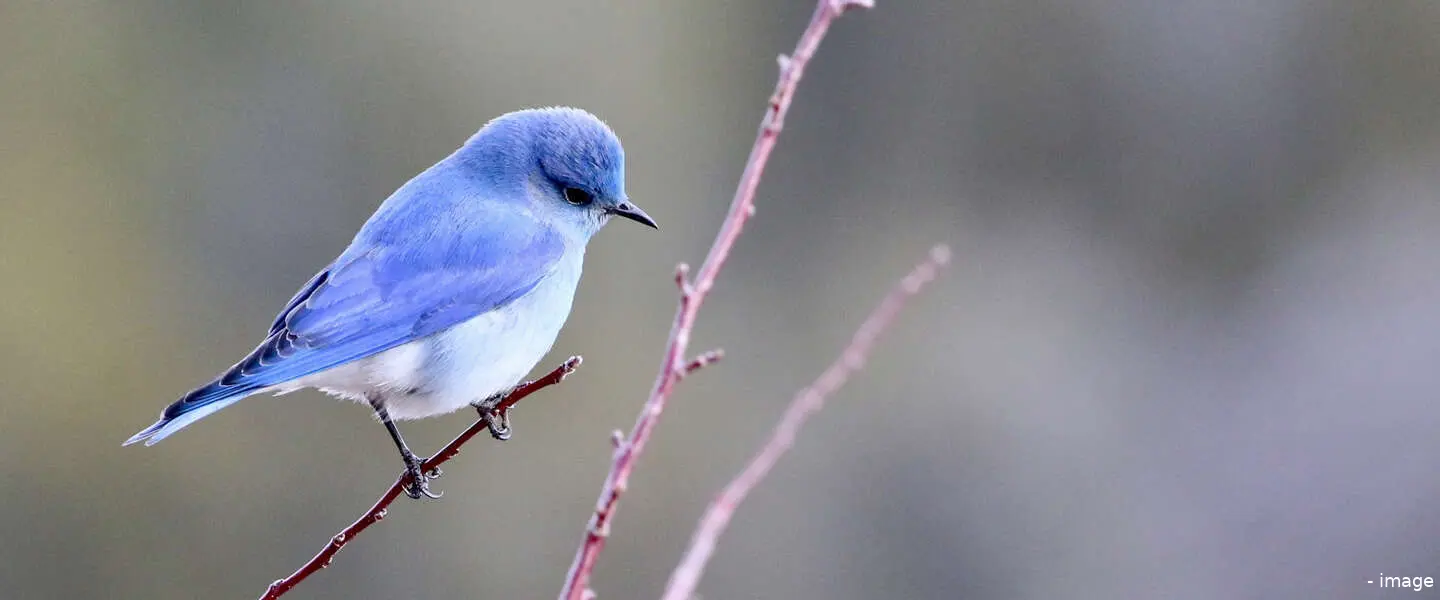 twitter blue 1 1