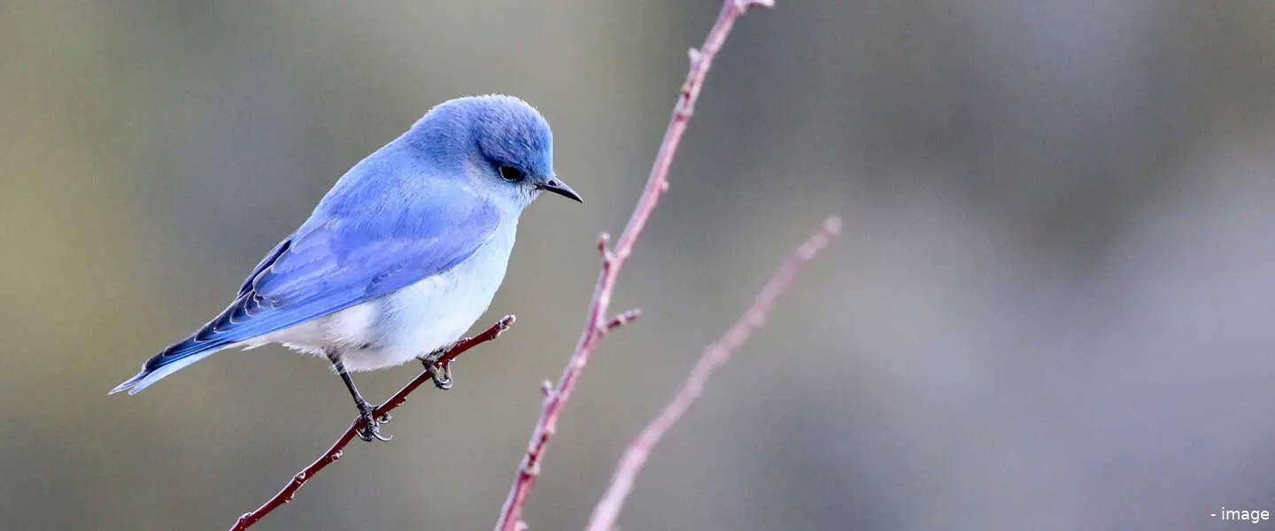 twitter blue 1