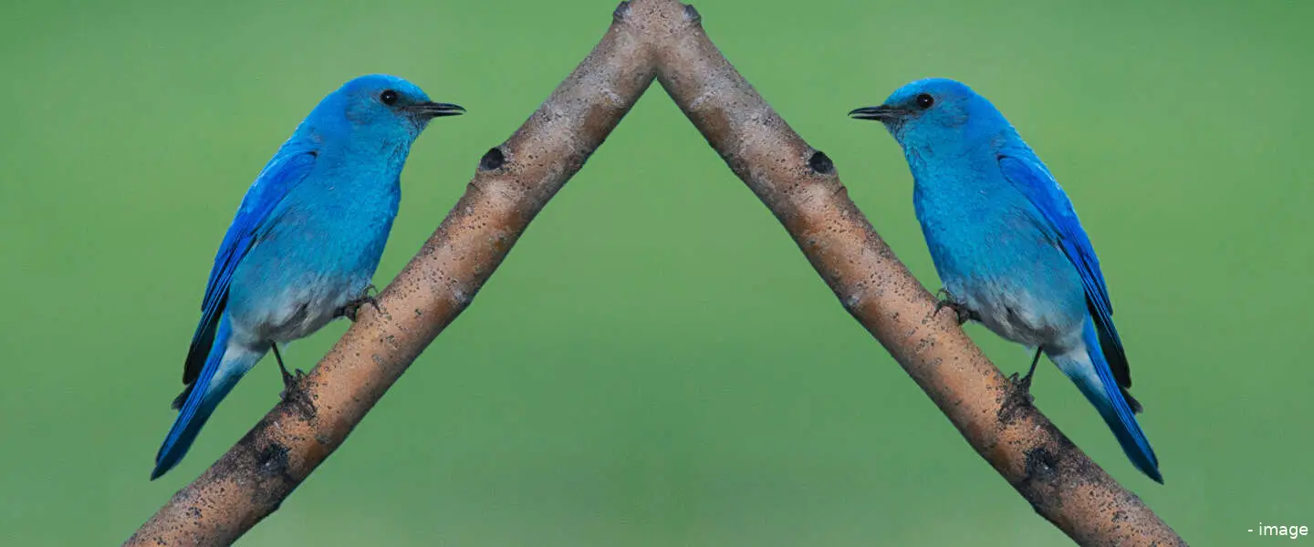 twitter meta