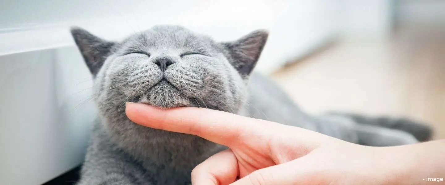 virussen dieren