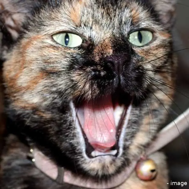waarom het internet van katten houdt inf