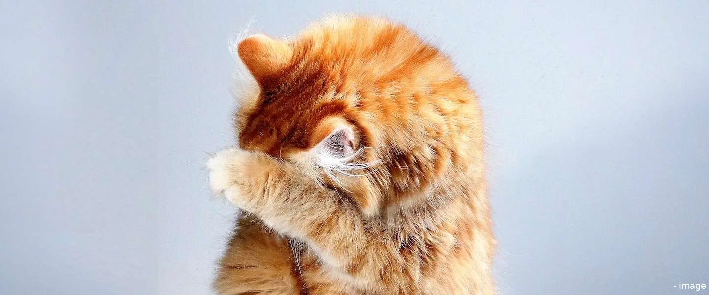 weetjes katten anne