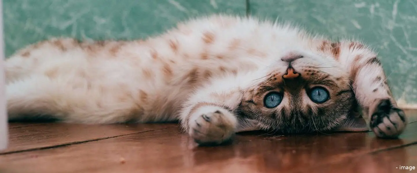 weetjes katten