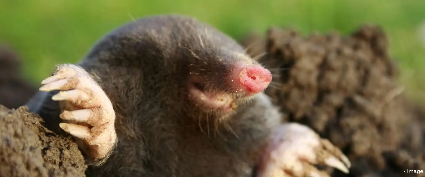 wie is de mol 14