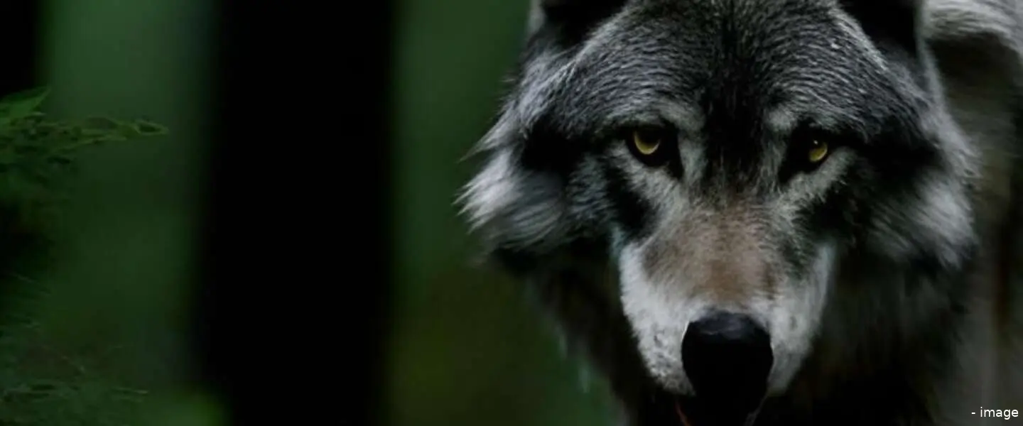 wolf 1